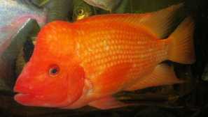 Tsichlasoma labiatum (червоний диявол)